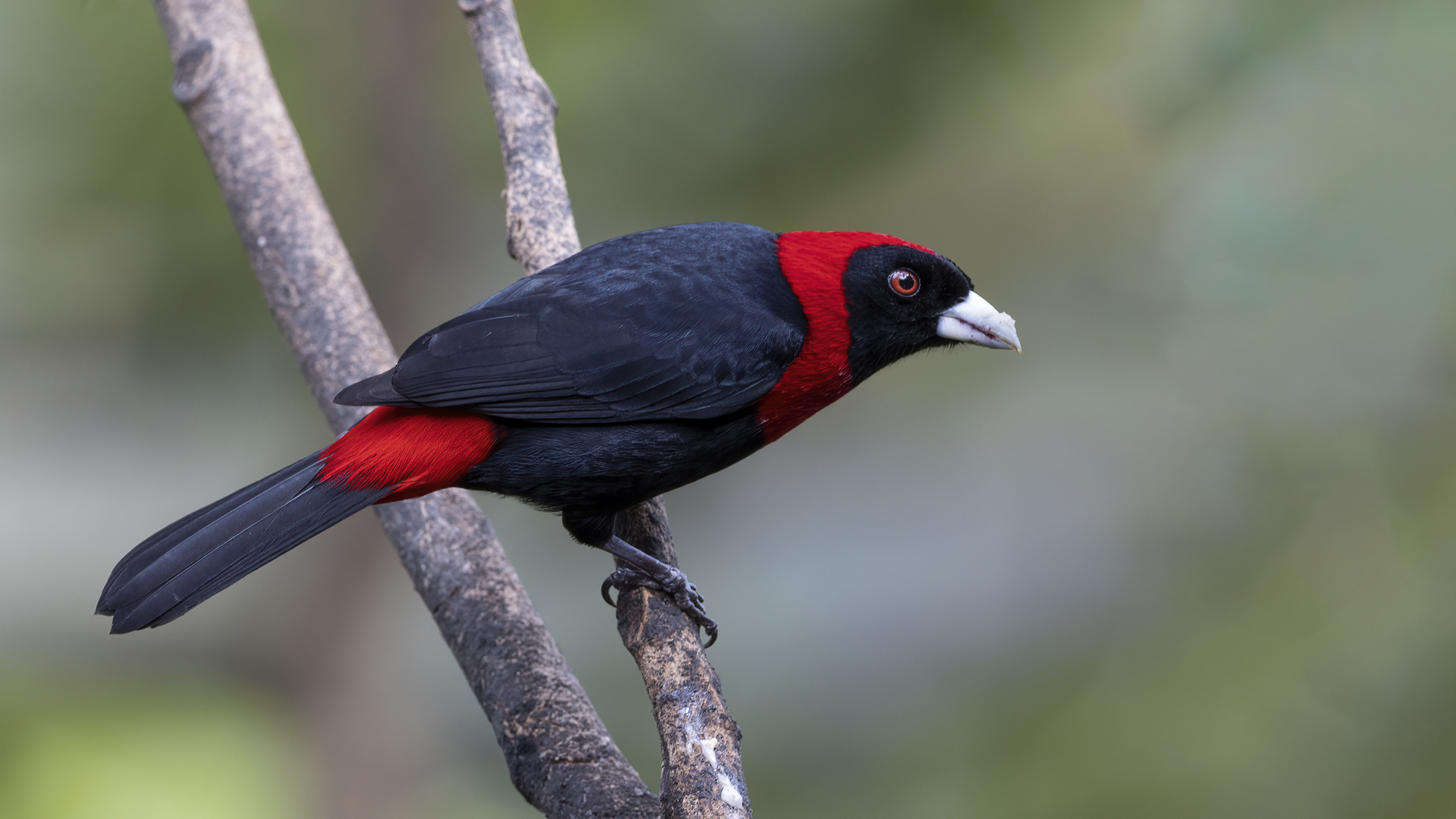 Crimson-collared Tanager